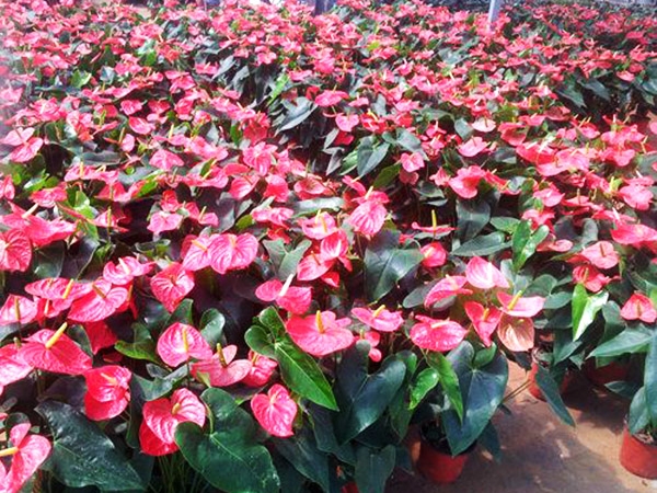 濟(jì)寧比較大的花卉批發(fā)市場(chǎng)在哪里？?jī)贾菖d隆花卉大世界